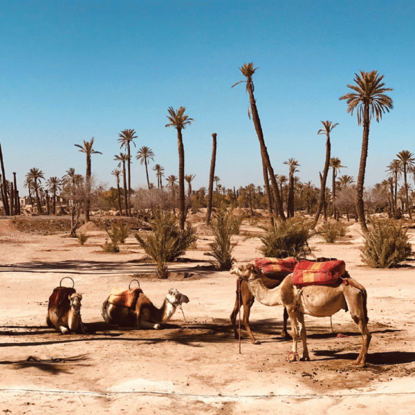 CAMEL RIDE 1H - Image 2
